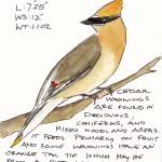 Cedar Waxwing