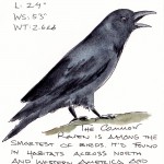 Common Raven