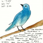 mountainbluebird