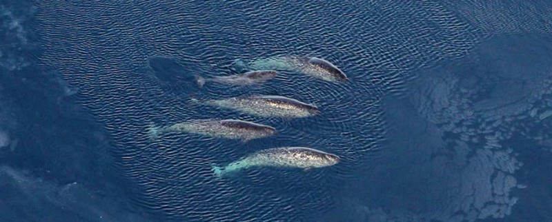 Pod of narwhals with 4 adult females and one juvenile. credit: Kristin Laidre