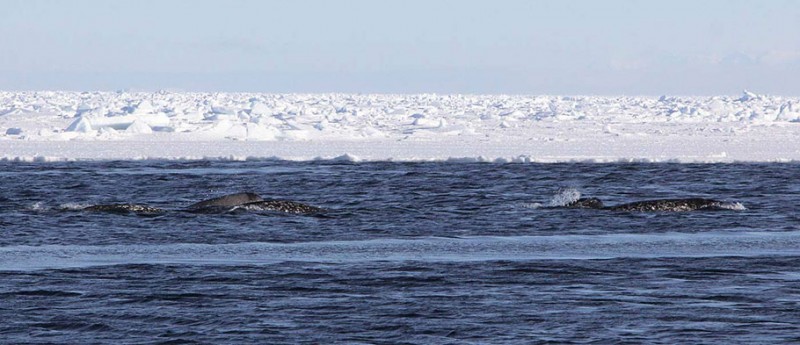 Narwhals surfacing, credit: Kristin Laidre