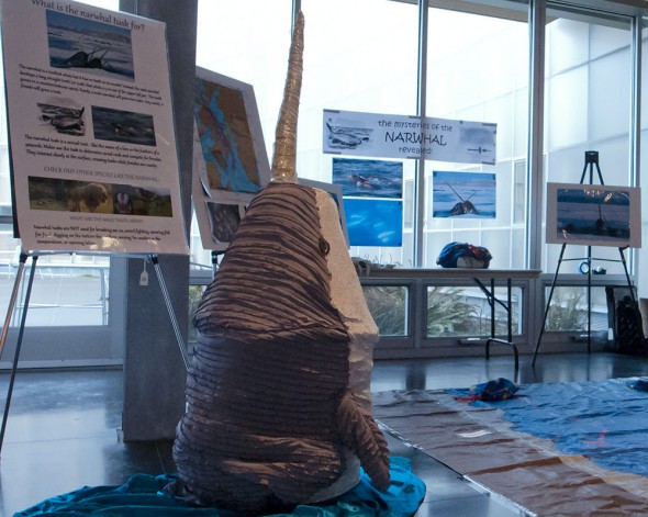 narwhal_exhibit