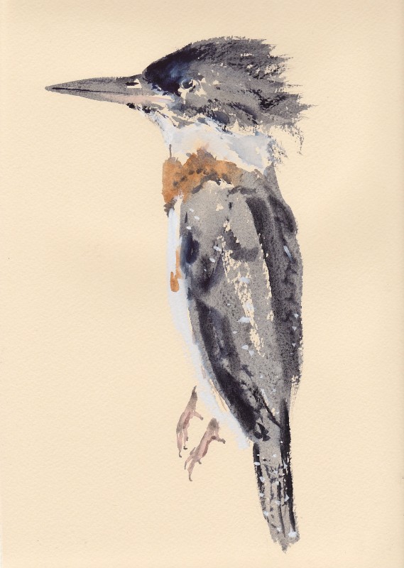 kingfisher