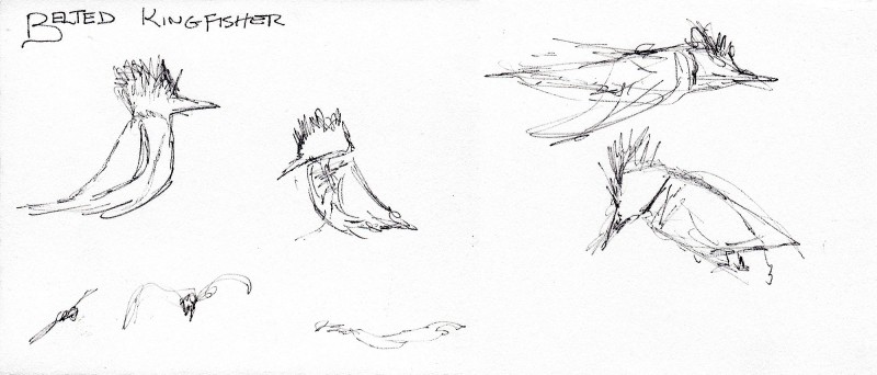 Kingfisher BW