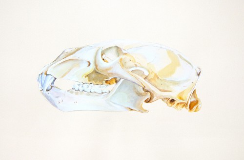 Polar Bear Skull, 10" x 15" watercolor and gouache