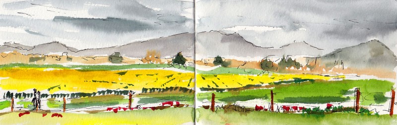 Flower fields in the Skagit Valley, 3.5" x 11" ink & watercolor in Moleskine book