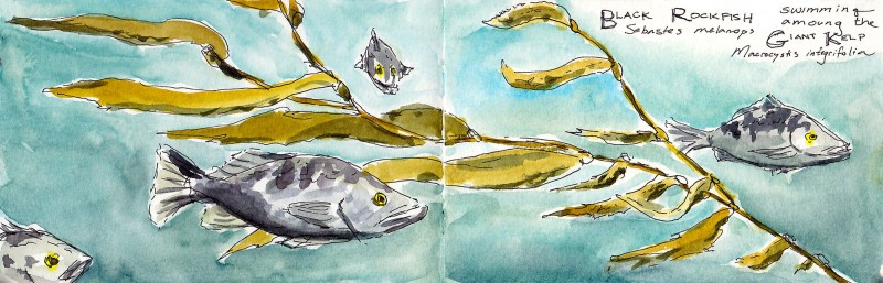 Ucluelet Aquarium, 3.5" x 11" Moleskine sketchbook ink and watercolor