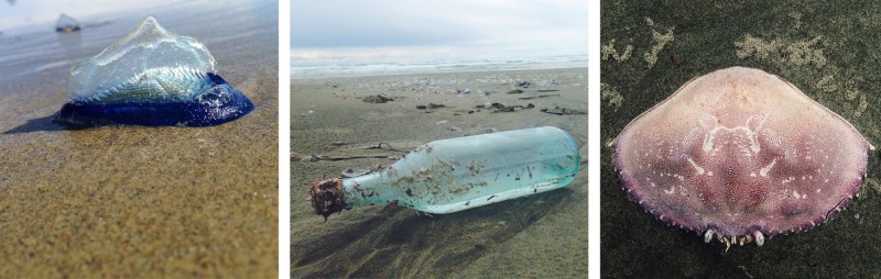 Beach finds! Velella velella "by the wind sailors", bottle (no message), Dungeness crab shell