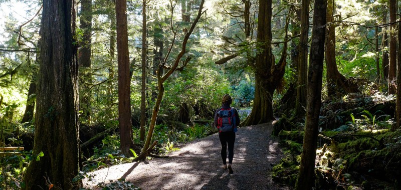 Coastal forest, photo by Darin Reid