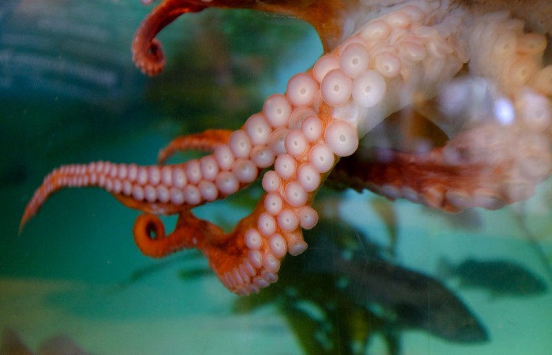 Octopus at the Ucluelet Aquarium, photo by Darin Reid