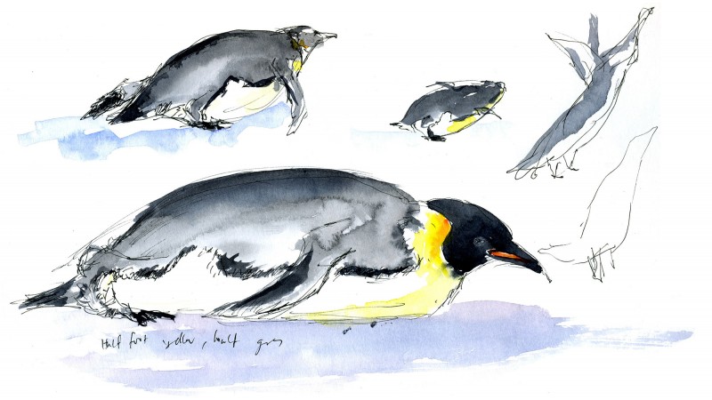 Emperor Penguin gestures, 2006