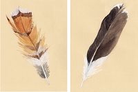 Hudson Godwit Feather